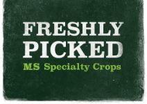 MS Freshly Picked